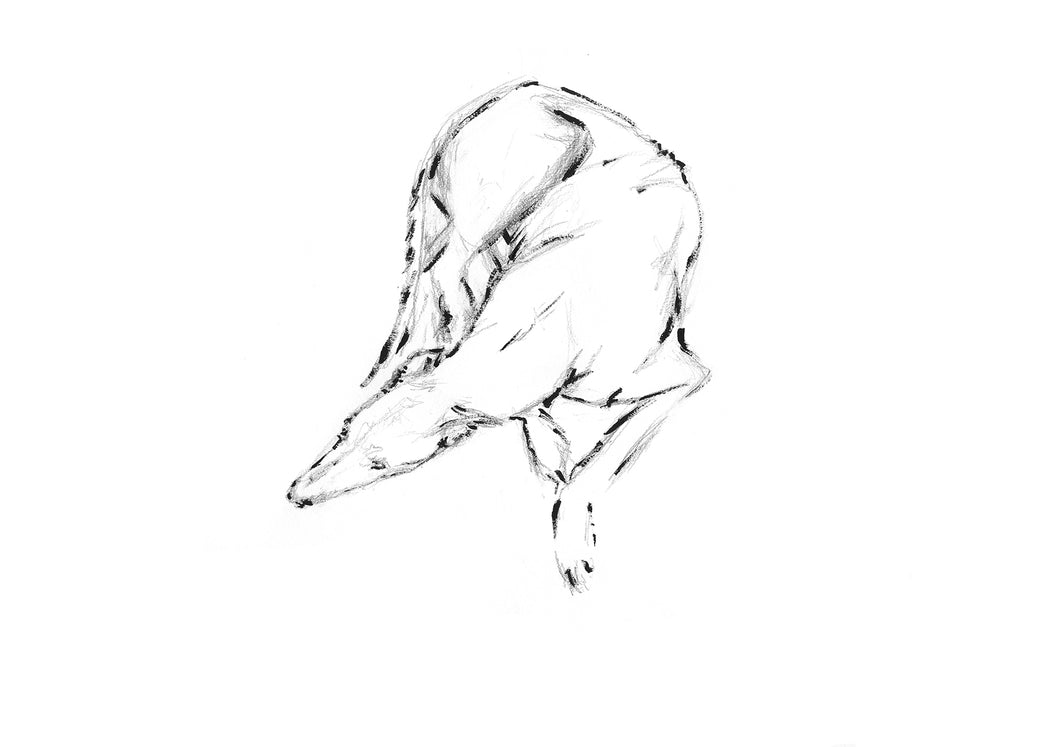 Greyhound Study #1 - Signed Print