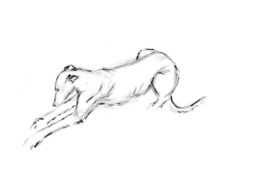Greyhound Study #2 - Signed Print
