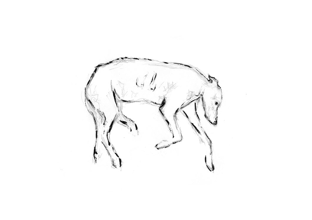 Greyhound Study #3 - Signed Print