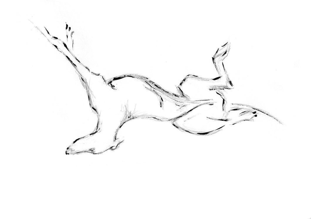 Greyhound Study #4 - Signed Print