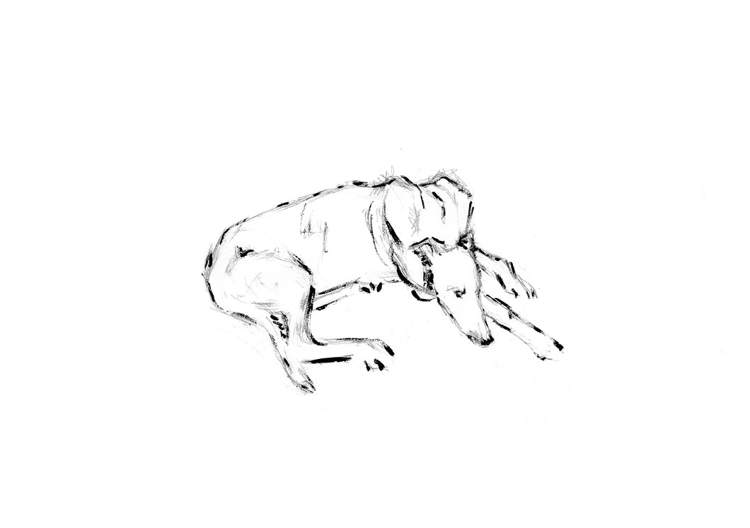 Greyhound Study #5 - Original